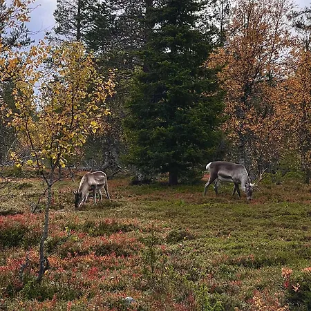Cloudberry Yllaes, Appartamento Äkäslompolo